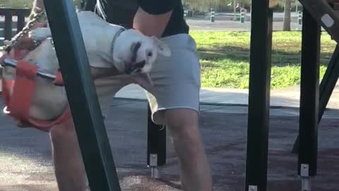 Pup Plays at the Park