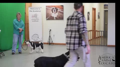 Fearful Dog Aggression Training and Rehabilitation by America's Canine Educator