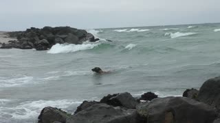 Fearless dog dives into the ocean