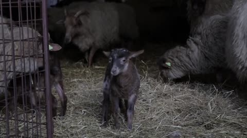 Adorable Herd Of Sheep In Farm