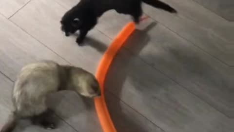 Playful Ferrets Have Fun With a Tube Balloon