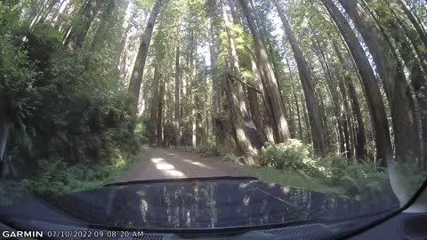 California Redwoods Prairie Creek Redwood Park Video 2