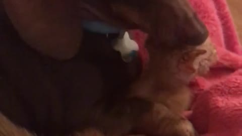Wiener dog blue collar licks kitten on red towel
