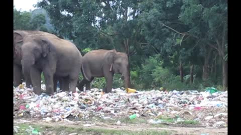 Elephant seen eating plastic bags of rubbish