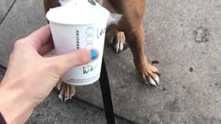 Sidewalk dog eats cup whipped cream slowmo