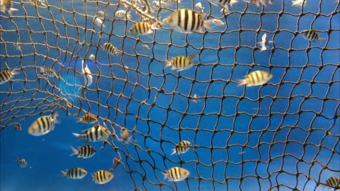 Fish Swimming Around Net
