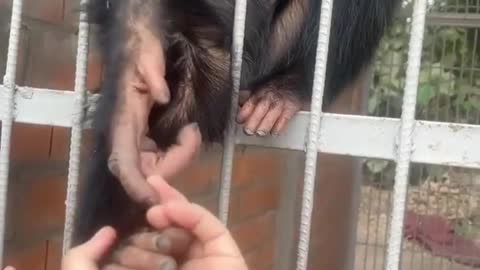 Monkey Life | Laugh Out Lout with Monkey | Funny Monkey | Funny Animals