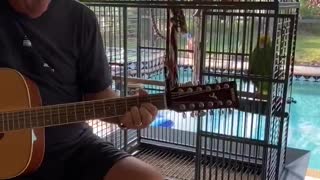 Parrot on Point With Guitar Performance