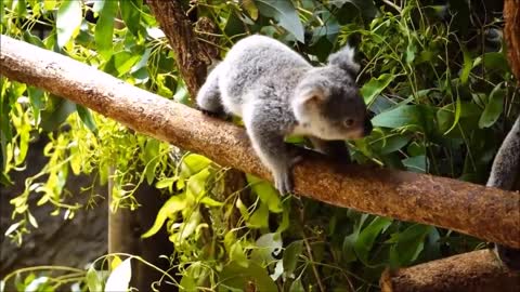 Baby Koala - cute cute cute