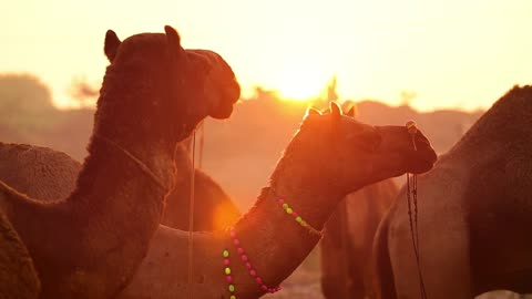 Camels in slow motion at the Pushkar Fair, also called the Pushkar Camel