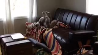 Brown dog rolling on couch falls off unto floor