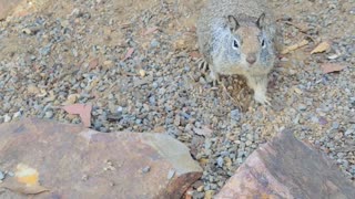 These little Dudes love Munching 🐿️