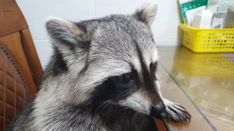 Raccoon sits at the table like a human, rubbing his little hands together and eating cabbage.
