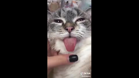 Adorable TikTok pets that will make your day better 100%