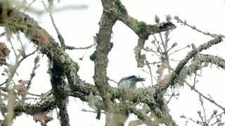 California Scrub Jay