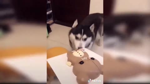 Cat Reaction to Cat Cake - Funny Dog Cake Reaction