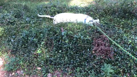 Goofy puppy chills out on top of neighbor's hedges