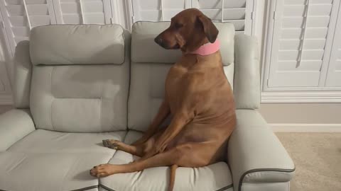 Sassy Dog Gives Attitude For Not Getting A Snack