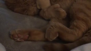 Cute Kitty Hugs His Own Face