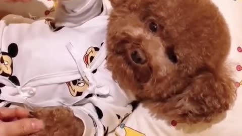 A human-savvy teddy dog wears pajamas under the loving care of his mother