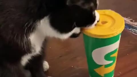 Cat flips a Paper Cup