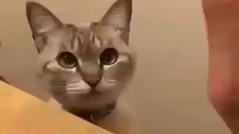 Funny sweety cat play with his eye