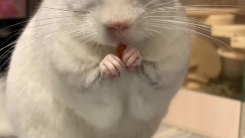 Chinchilla eating apple "mukbang"