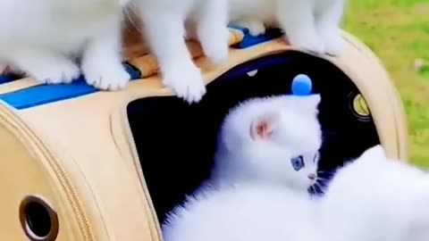 "Captivating White Kitten with Stunning Blue Eyes - A Must-Watch Video for Cat Lovers!"