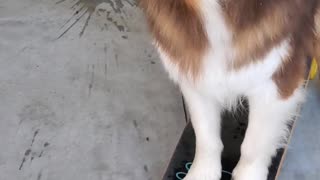 Dog Balances Water While on Skateboard