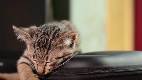 Cute Cat Sleep UNDER MUSIC