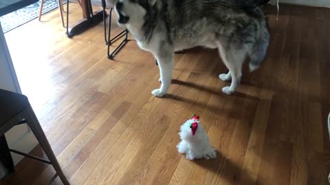 Malamute sings along to musical holiday stuffed animal