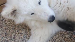 White dog being having its fur brushed