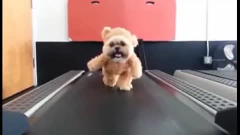 Cute fluffy Dog starts training with treadmil