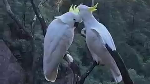 The Sulphur-crested Cockatoo- Australias Iconic Bird