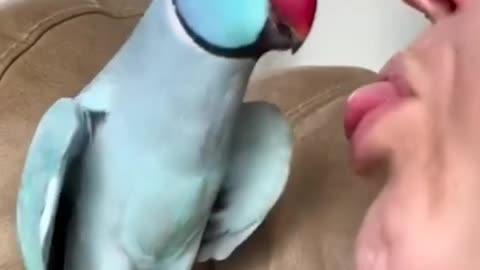 Watch this funny parrot😂