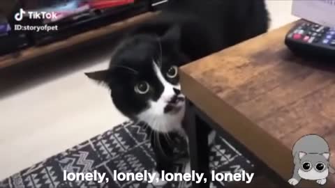 these cats can speak english better than some people