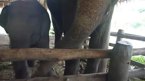 Elephant mama trying to get banana from her baby's mouth