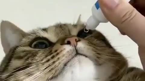 Cute Beautiful Baby Cat in hospital