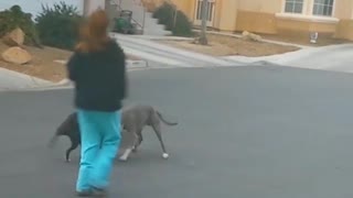 Dogs playing with skateboards are too cute