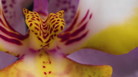 Extreme Close Up of Purple and Yellow Flowers