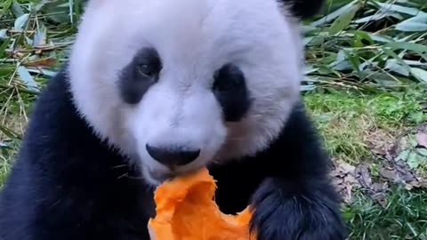 Chinese giant pandas eat watermelon