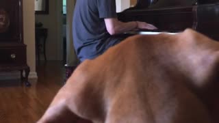Puppy Listens to Piano