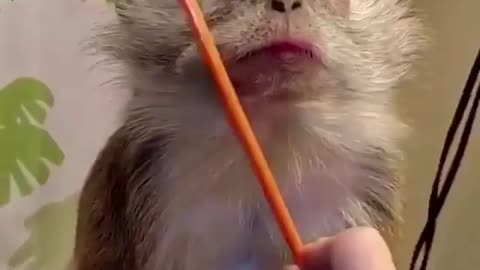 Combing the monkey