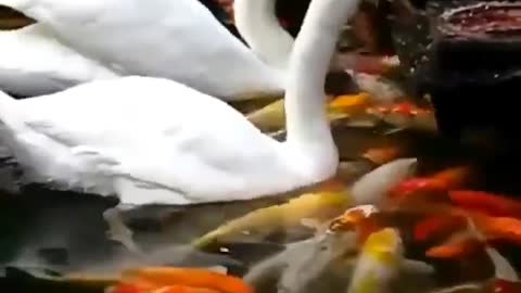 Swans feeding fishes