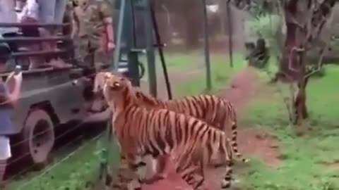 This is what the Tiger can do