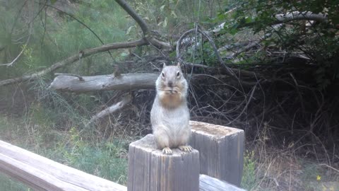Friendly Squirrel at Zion National park!