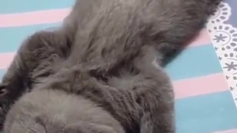 Loudest Baby Cat Snore You Will Ever Hear