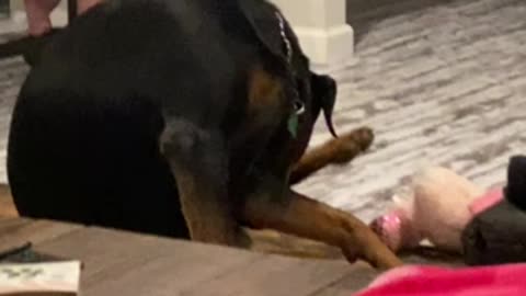 My dog is licking there butt