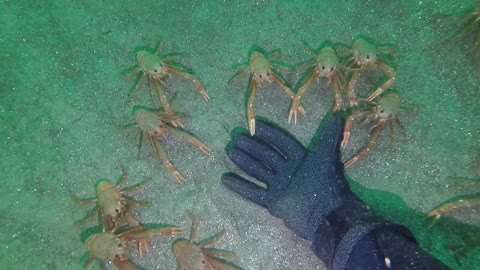 Tuna Crabs Are Both Friendly And Creepy
