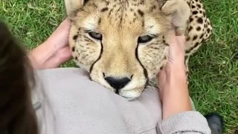 Wildcat enjoys the massage